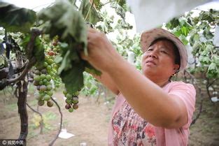 砍榕樹禁忌|【砍榕樹禁忌】砍榕樹不能犯的禁忌！解鎖院子砍樹風水密碼